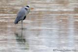 Grey Heron (Ardea cinerea)