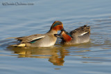 Common Teal (Anas crecca)