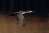 Great Cormorant (Phalacrocorax carbo)