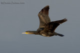 Great Cormorant (Phalacrocorax carbo)