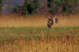 Hen Harrier (Circus cyaneus)