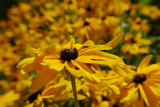 Rudbeckia