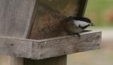 Black-capped Chickadee (Poecile atricapilla)