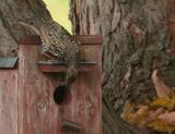 European Starling (Sturnus vulgaris)