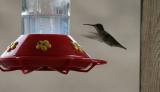 Hummingbird & Ants at Feeder