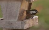 Black-capped Chickadee (Poecile atricapilla)