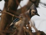 Blue Jay (Cyanocitta cristata)