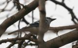 Blue Jay (Cyanocitta cristata)