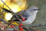 Northern Mockingbird (Mimus polyglottos)