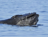 Baby Humpback Whale.jpg