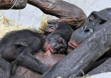 Bonobo Baby.jpg