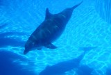 Dolphin in Birthing Tank