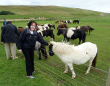 At a Shetland Pony Farm, Shetland Islands, Scotland