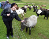 At a Shetland Pony Farm, Shetland Islands