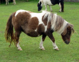 Shetland Mare