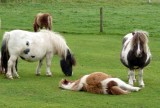 Nap Time at the Shetland Farm