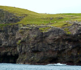 Sheep Farming on Nolsoy Island