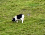 Interesting Sheep on Nolsoy Island