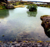 Clear Waters of Lake Myvatn, Iceland, Show Trails on Bottom Made by Feeding Ducks