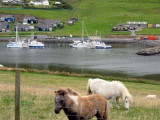 Shetland Ponies, Shetland Islands