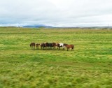 Icelandic Horses in Northern Iceland
