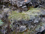 Plant Growth on Lava Rock