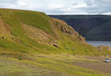 Picking Berries at Lake Kleifarvatn, Iceland