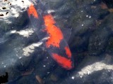 Interesting KOI