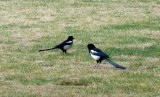 Birds at the Temple of Heaven