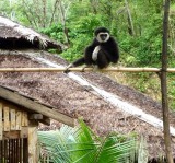 Monkey at the Elephant Camp