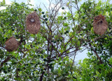 Birds Nests Near Jobs Tomb