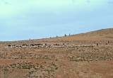 Large Herd of Sheep & Goats