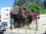 Flowers in Nazareth