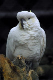 White Cockatoo.jpg