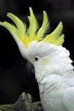 White Cockatoo 3.jpg