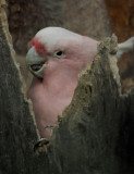 Pink Cockatoo 3.jpg