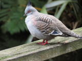 Crested Pigeon in May.jpg