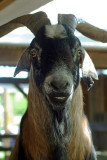 Farewell Anglo-Nubian Goat.jpg