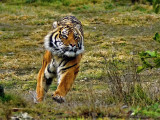 Speeding tiger.jpg