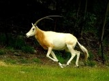 Scimitar- Horned Oryx.jpg
