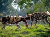 African Wild Dogs.jpg