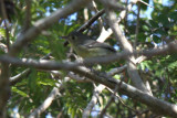 Guava Orchard, Cuban Vireo