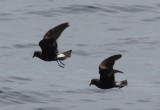 Band-rumped Storm Petrels