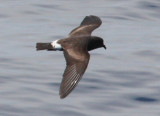 Band-rumped Storm-petrel