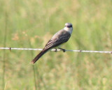 Tropical Kingbird #1