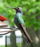 Green Violet-eared Hummingbird, Sunset, LA, May 2004