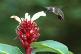 Ruby-throated Hummingbird, Milton, LA, Sept 2011