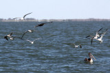 Jaeger #2, Cameron, 11/11/11. Soon a different jaeger came in to check the gull activity.