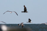 Jaeger #3, Cameron, 11/11/11. This shot offers some size comparison to the Laughing Gulls.
