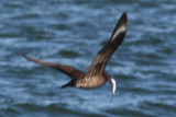 Jaeger #8, Cameron, 11/11/11. underwing pattern of a young jaeger.